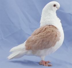 MEWKA NIEMIECKA TARCZOWA5
